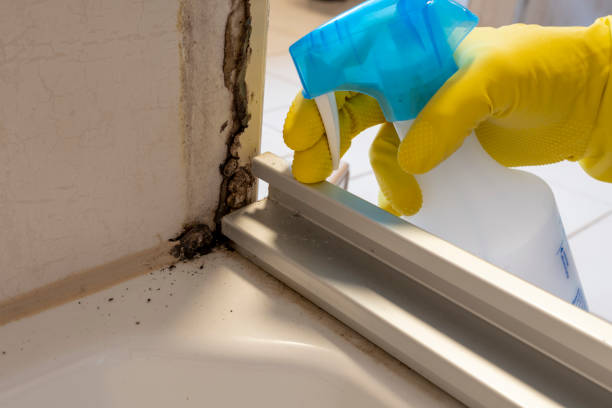 Reliable Toledo, IA Mold Remediation Solutions