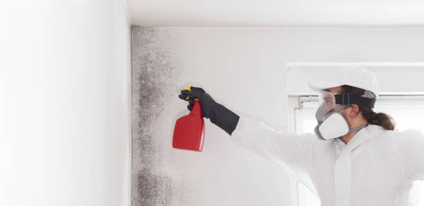 Best Bathroom Mold Remediation in Toledo, IA