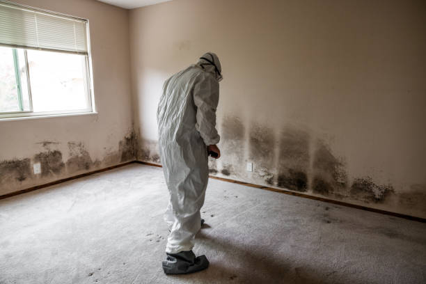 Best Mold Remediation for Specific Building Types in Toledo, IA